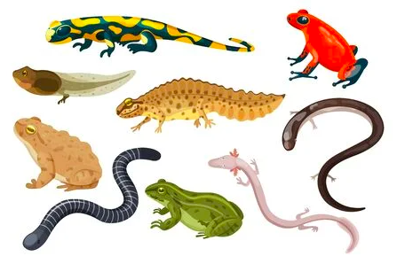 Various salamanders, caecilians, frogs, and toads