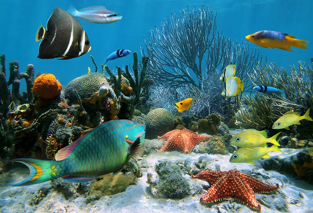 Coral reef with many varieties of fish