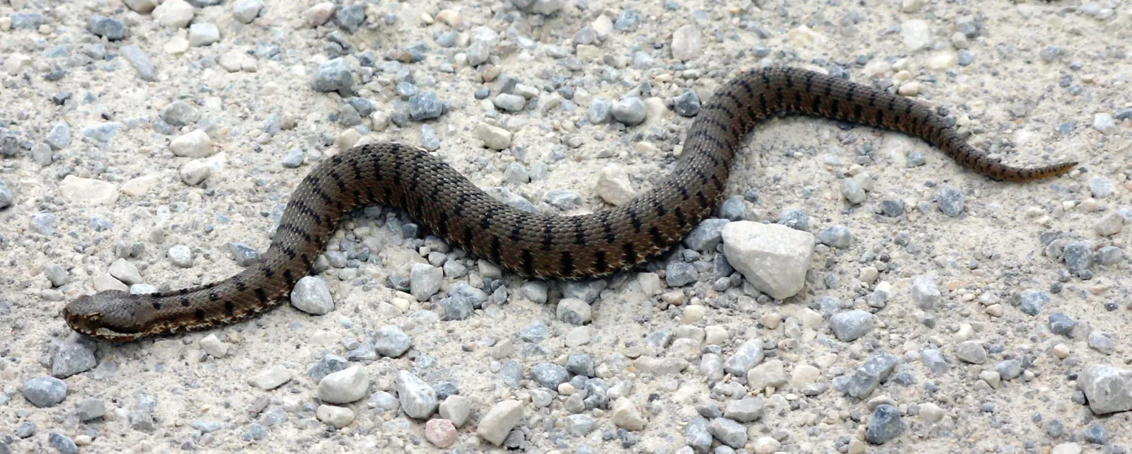 Brown snake with a pattern of alternating black markings resembling a zigzag, on a field of rocks