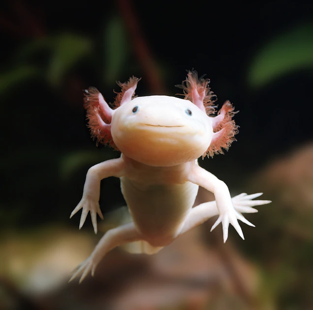 Pinkish-white creature with lidless eyes, suspended in water against a blurry background
