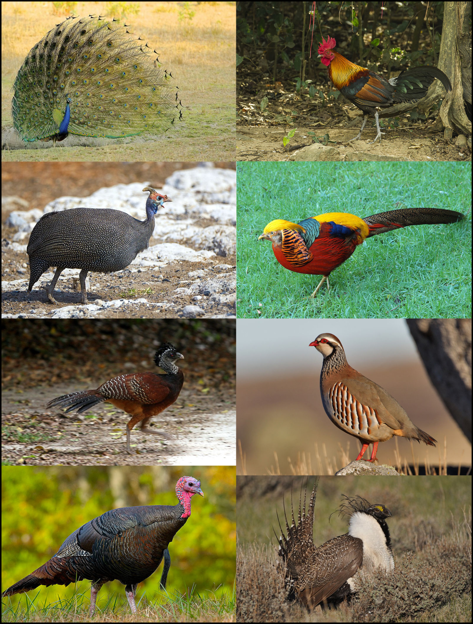 Clockwise from top left: Indian peafowl, red junglefowl, golden pheasant, Chukar partridge, Gunnison grouse, wild turkey, great curassow, helmeted Guineafowl