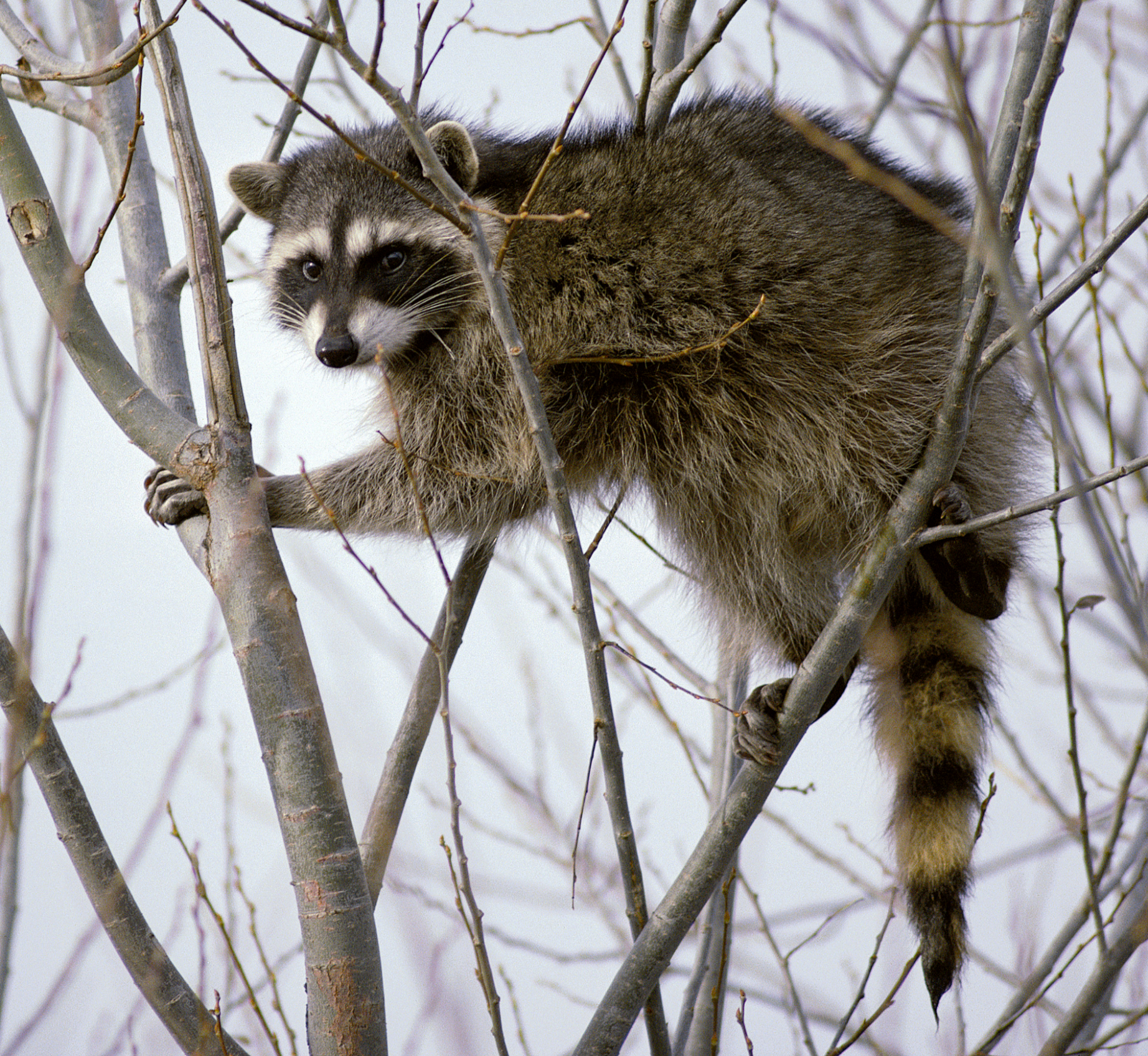 Gray furry animal grasping several branches atop a tree. Its eyes are surrounded by mask-like black fur, which is further surrounded by white fur; its tail has black rings.