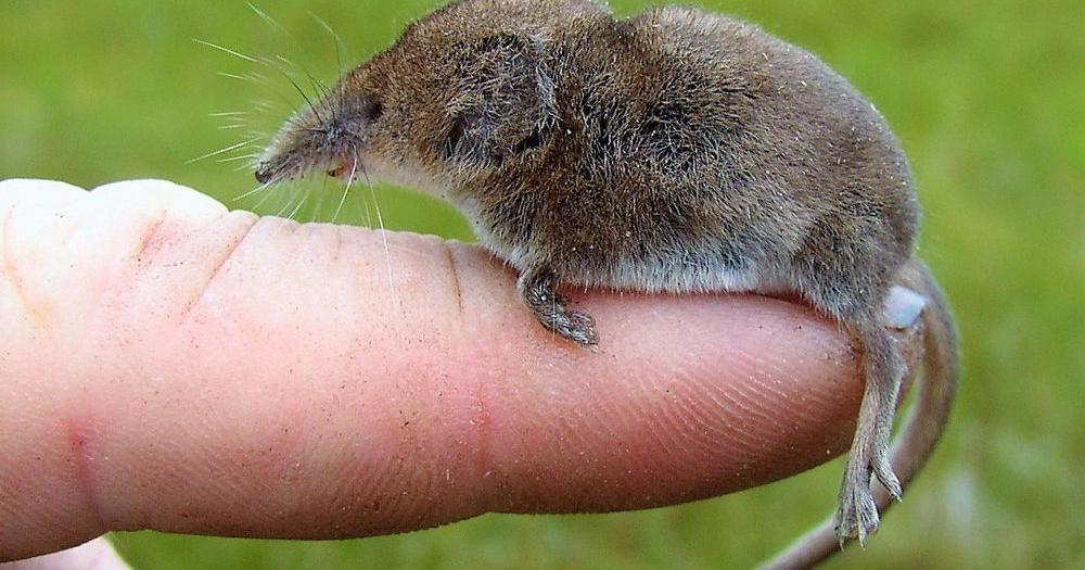 A grayish-brown furry rodent with small paws and a prominent tapered snout sitting on a human finger