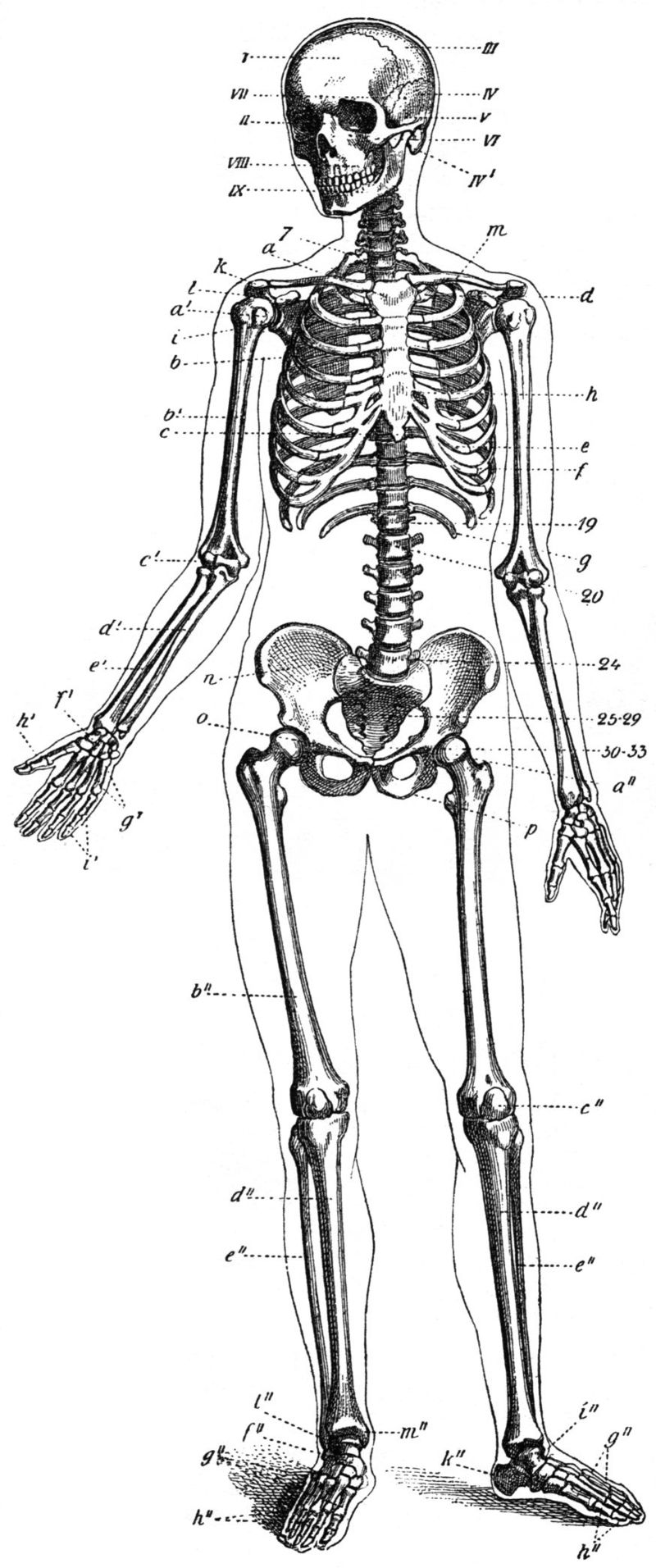 Anatomy diagram of human skeleton